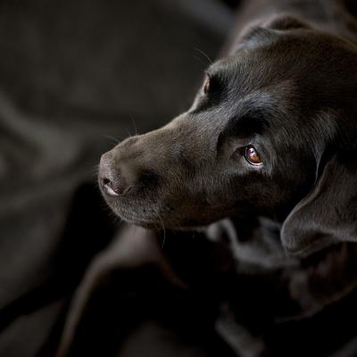 Tierfotografie - Marianne Lang