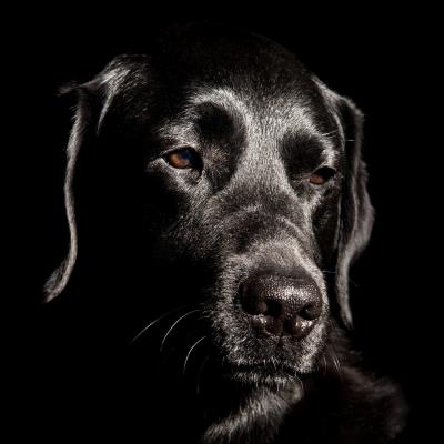 Tierfotografie - Marianne Lang