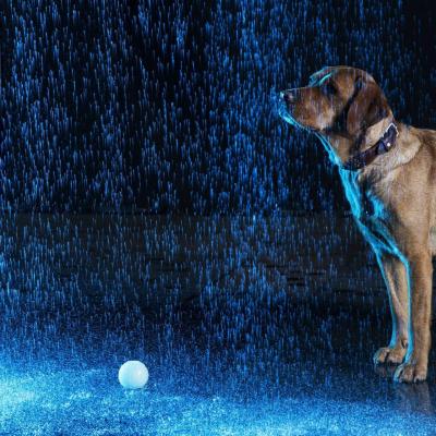 Tierfotografie - Marianne Lang