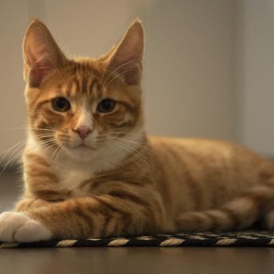 Tierfotografie - Marianne Lang