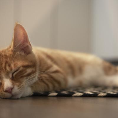 Tierfotografie - Marianne Lang