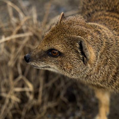Tierfotografie - Marianne Lang