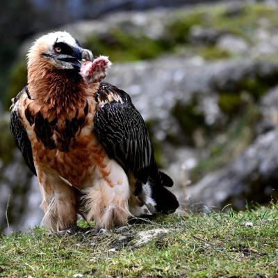 Tierfotografie - Marianne Lang