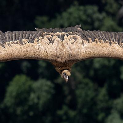 Tierfotografie - Marianne Lang