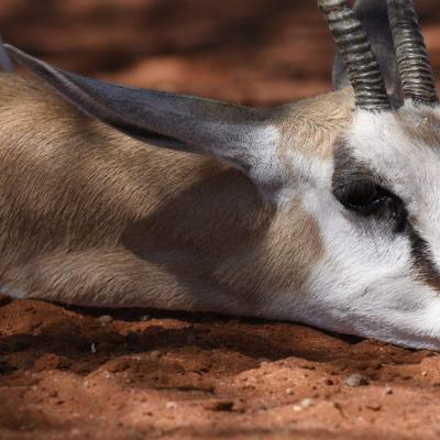 Tierfotografie - Marianne Lang