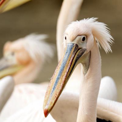 Tierfotografie - Marianne Lang