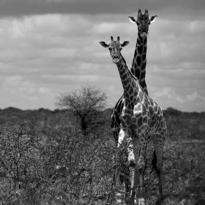 Tierfotografie - Marianne Lang