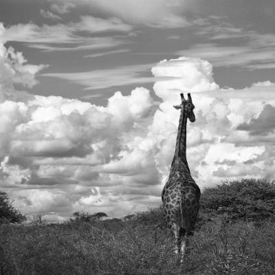 Tierfotografie - Marianne Lang